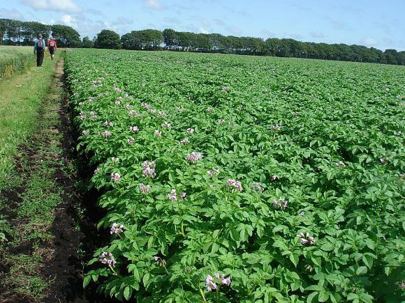 potato flowers medicinal properties