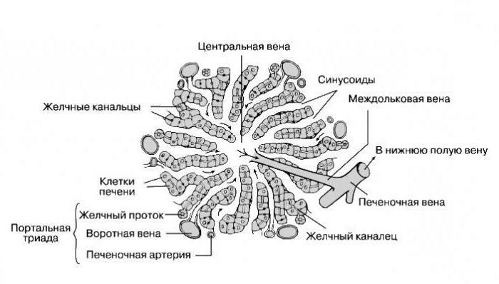 structure of the hepatic lobe