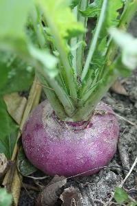 The use of turnips for men
