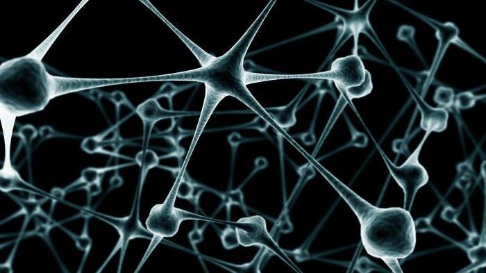of neural impulses to neurons