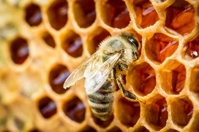 honey increases blood pressure or lowers