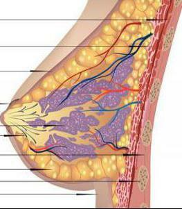 glandular tissue of mammary glands
