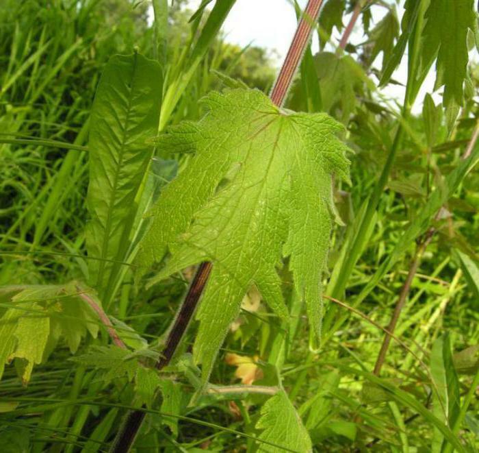 herb Leonurus proprietăți medicinale și contraindicații