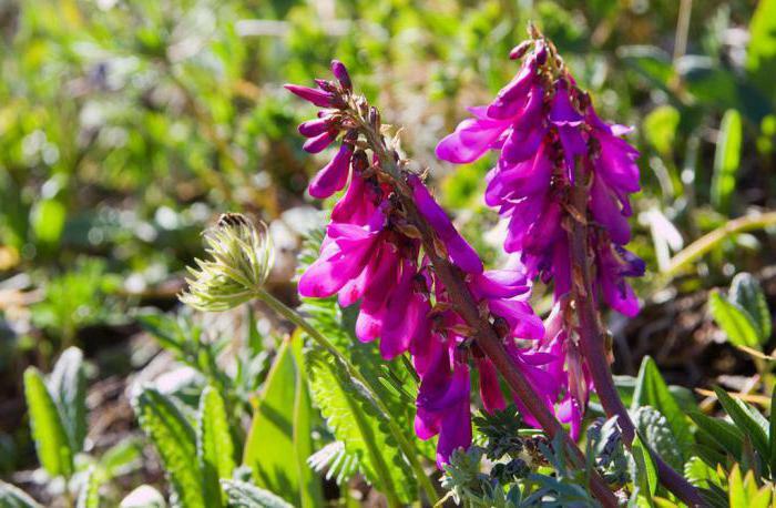 unique healing properties of the red root