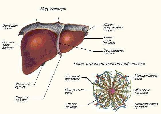 hepatic lobe