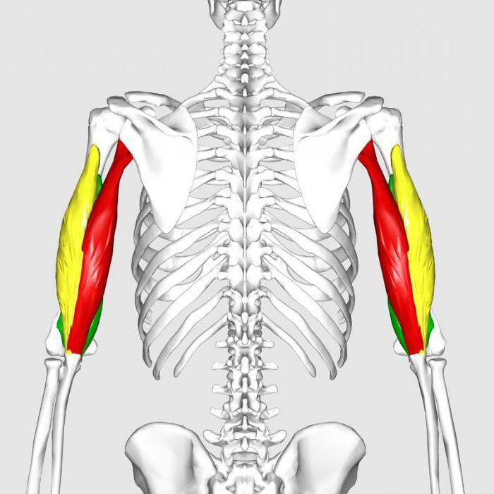 blood supply of the elbow joint anatomy