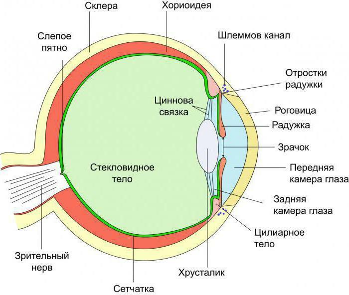 Structure of the eye anatomy