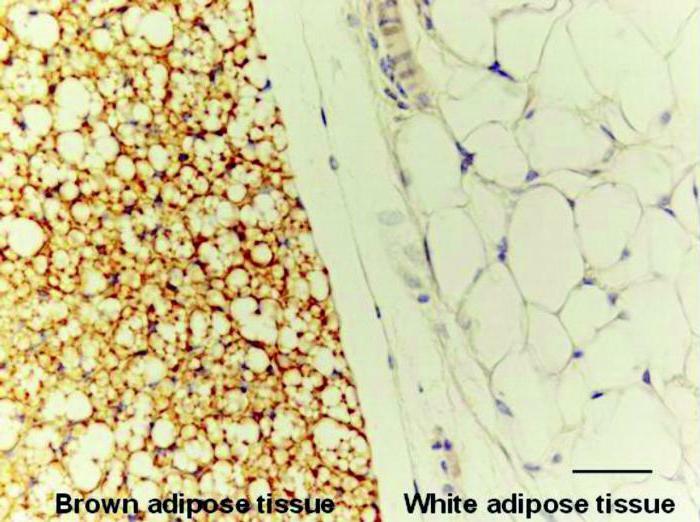 white and brown fat