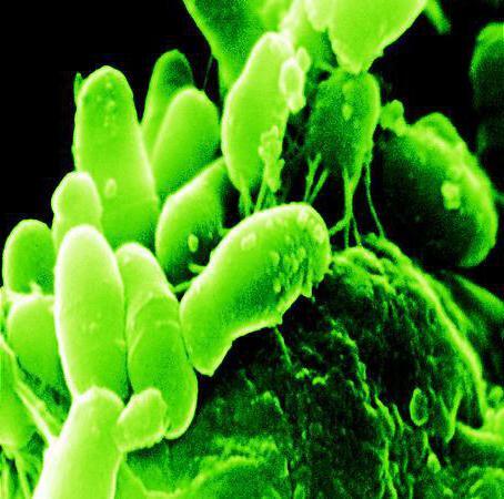 Bifidobacteria reduced content