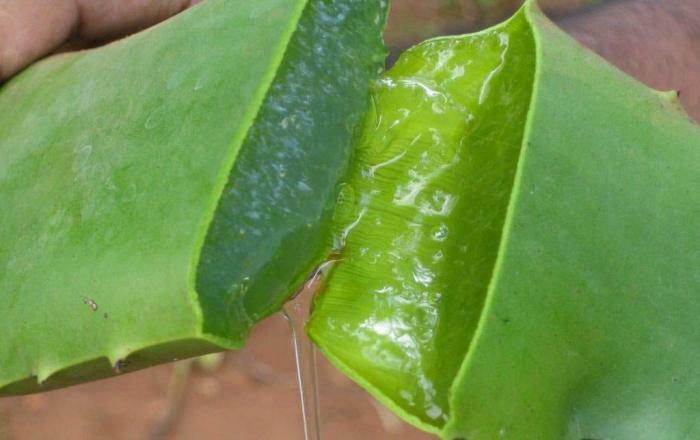 Aloe vera drink