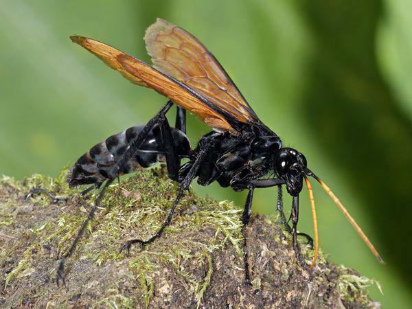 mutagênese induzida