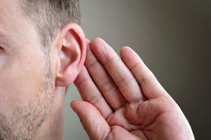 how the auditory ossicles are connected