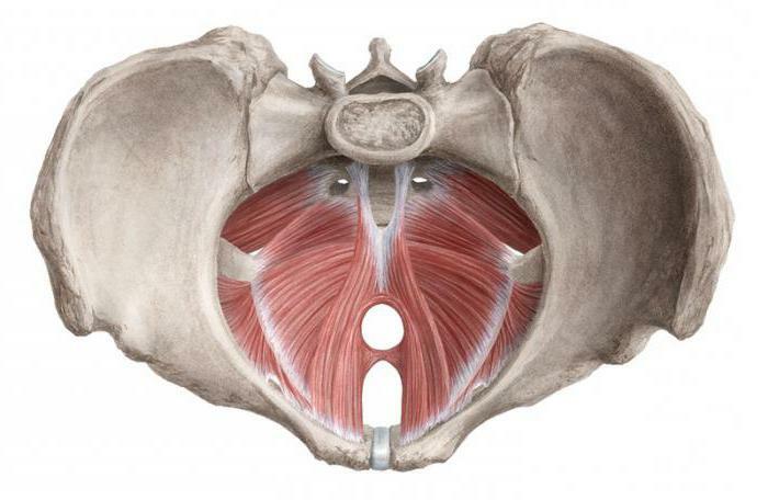 How and why strengthen the diaphragm of the pelvis?