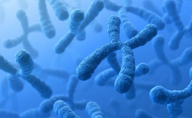 Karyotype in the Patau syndrome