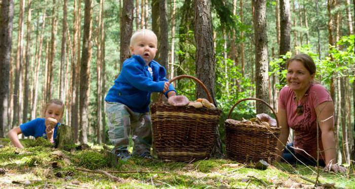 whether it is possible for children to grow champignons and for how many years