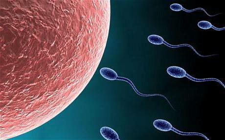 inactive sperm