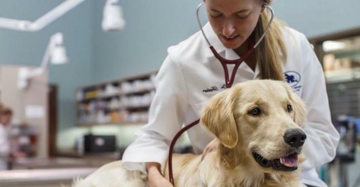 veterinárne kliniky v Arkhangelsku