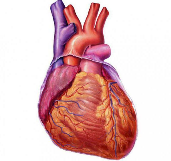Automaton of the human heart