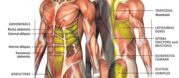 System of muscles