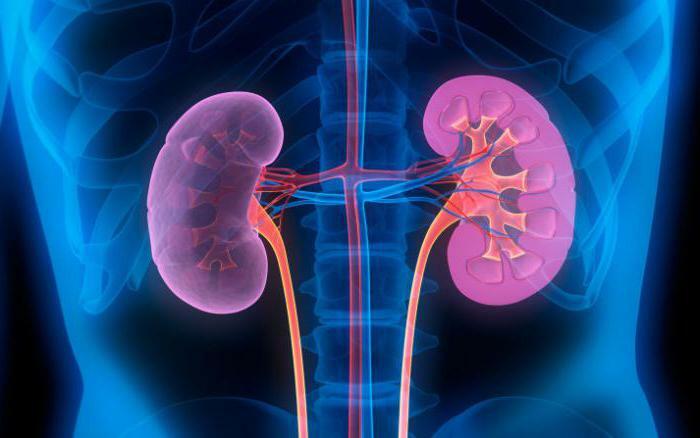location of the kidneys