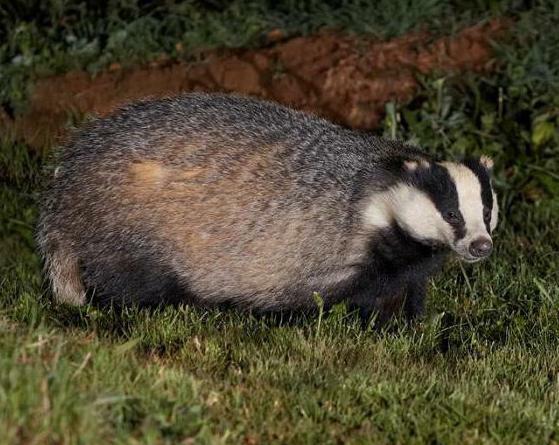 Badger tuk je dobrý a zlý