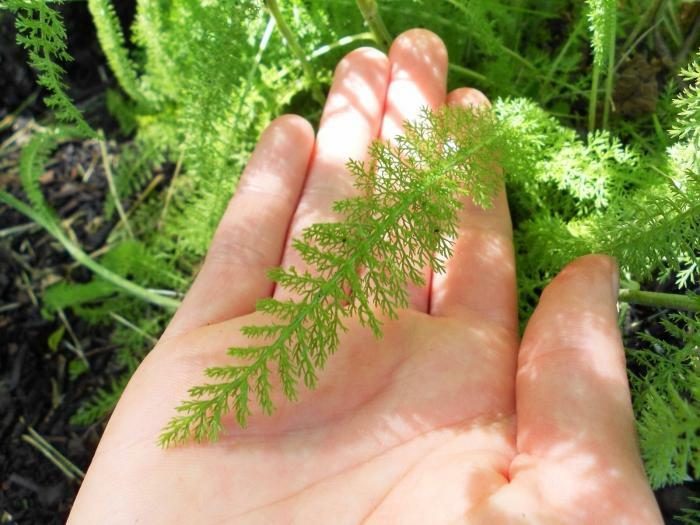 herb yarrow medicinal properties