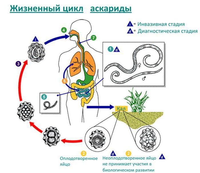 specii de nematode umane