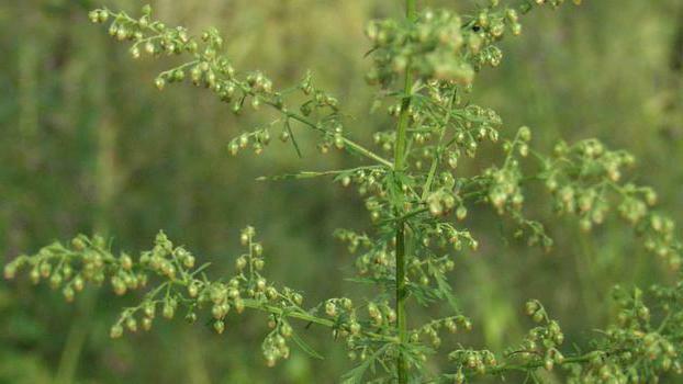 Wormwood Annual Against Cancer