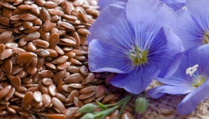 flax seeds useful properties and contraindications