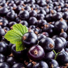whether it is possible for the nursing mother to eat black currant