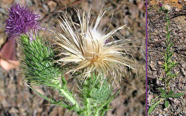 herb thistle its properties and application photos