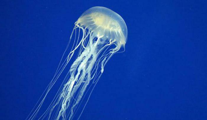 stung jellyfish in the Mediterranean Sea