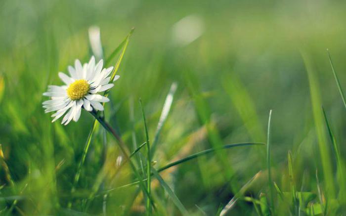 chamomile broth inside the good and bad