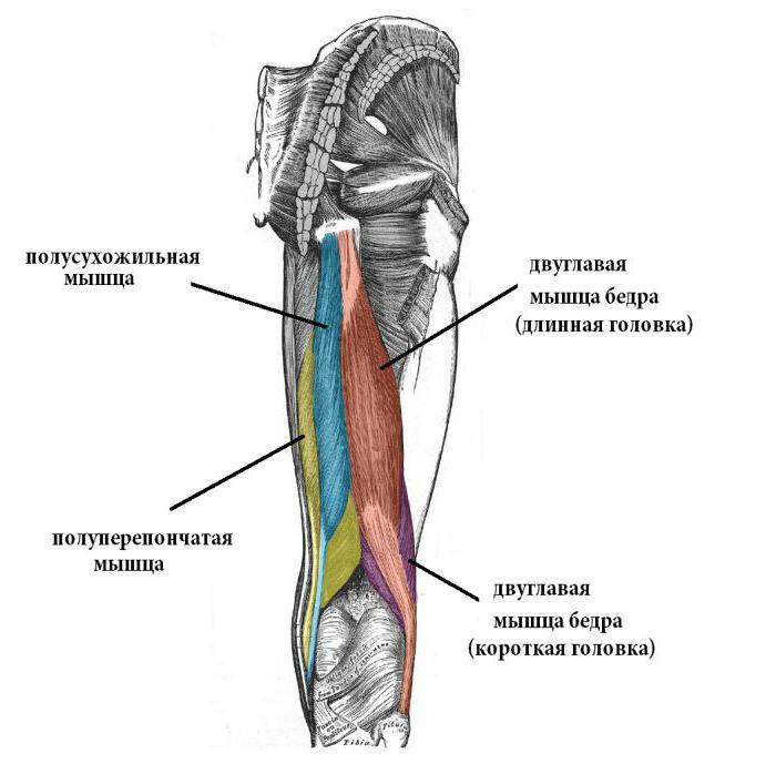 عضلات الظهر عضلات الفخذ