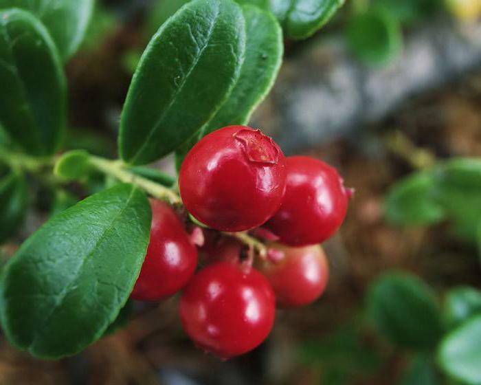 lingonberry s cukrom užitočné vlastnosti