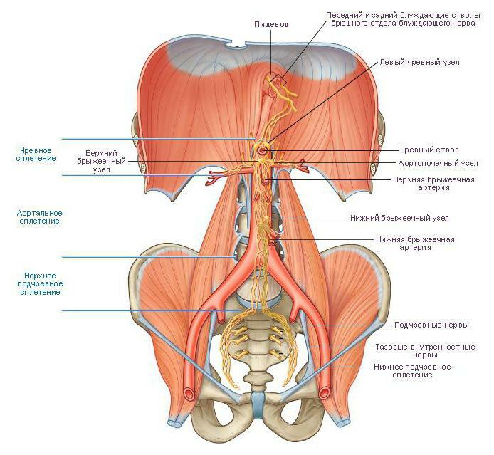 Nervy lumbosakrálneho plexu