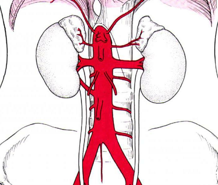 branches of the abdominal aorta