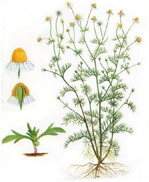 infusion of chamomile benefits and harm