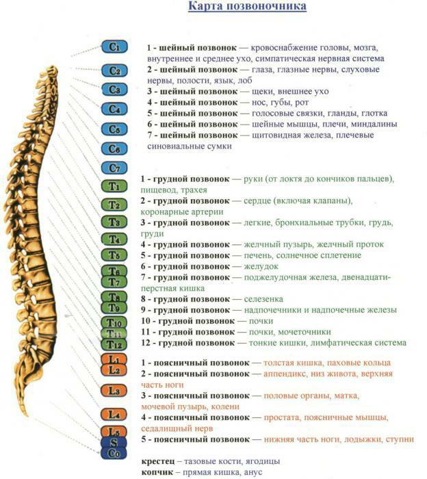 structure of the human spine schematic diagram anatomy