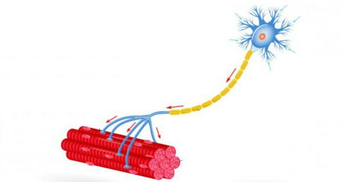 motor unit physiology