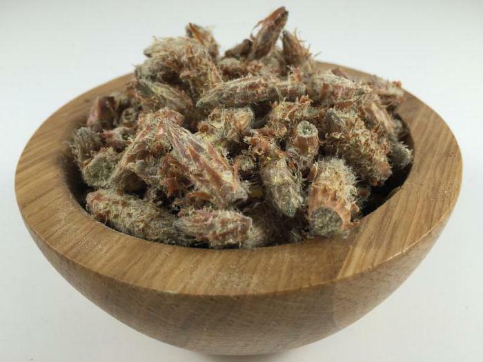 pine buds from cough recipe reviews