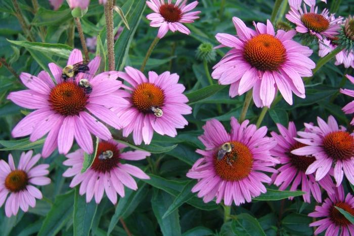 Echinacea liečebné vlastnosti