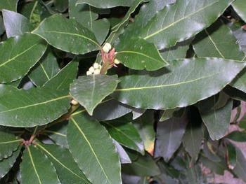bay leaf from acne