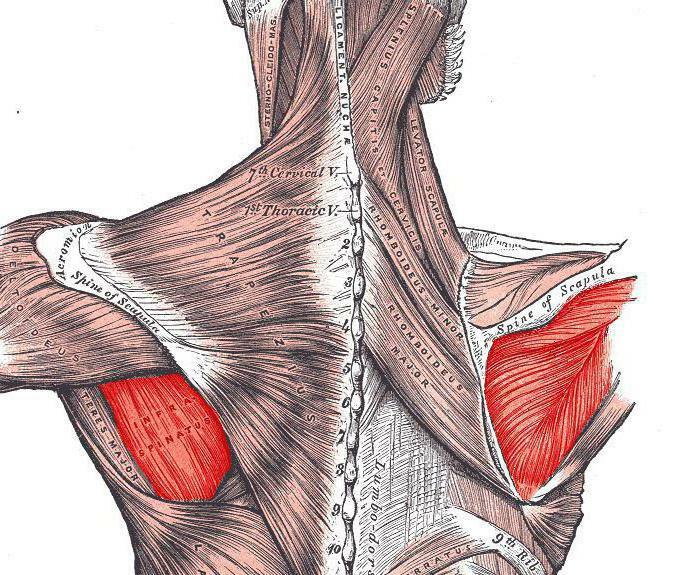 ramenný sval infraspinatus