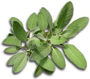 sage for the cessation of lactation