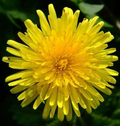 medicina dandelion