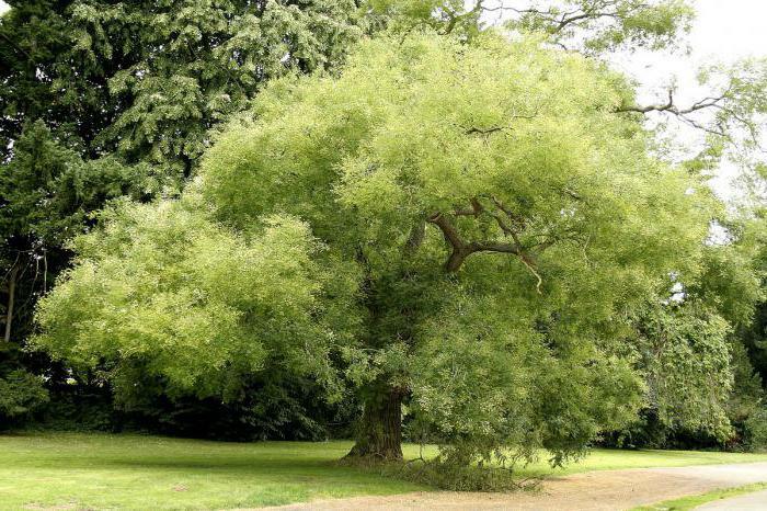 planta sophora