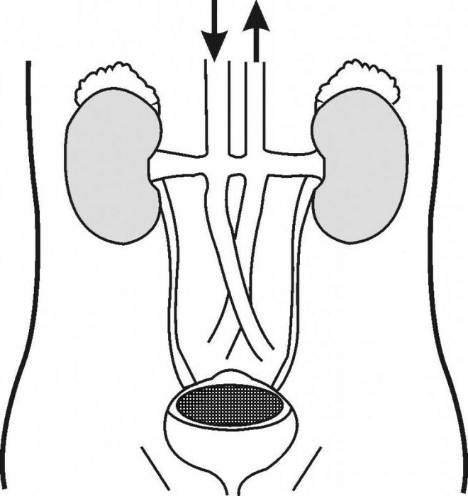 bladder function