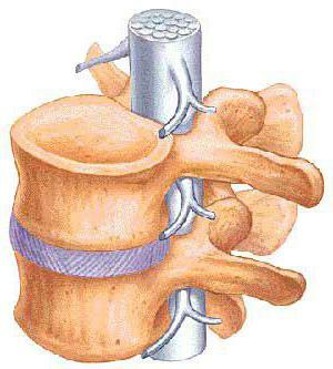 caracteristicile vertebrelor toracice