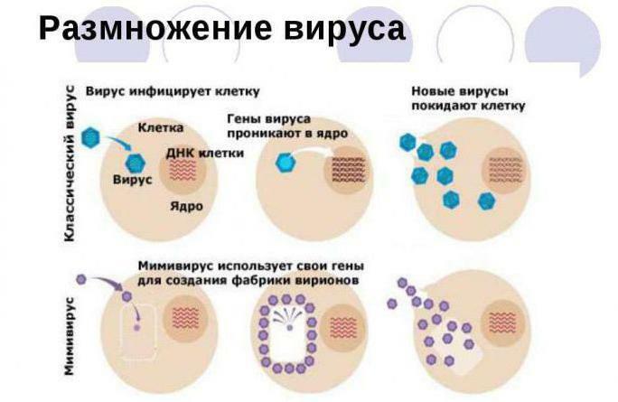 Reproduction of viruses in a cell